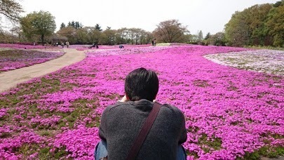 160416_芝桜.jpg
